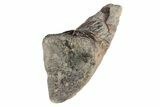 Carcharodontosaurid Dinosaur (Eocarcharia?) Foot Claw - Niger #262227-2